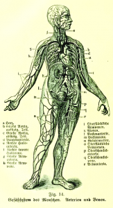 circulation-allbody-Anna_Fischer-Dückelmann_1856–1917